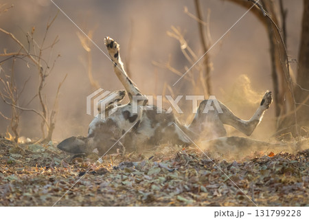 African wild dog lies rolling in dust African wild dog lies rolling in dust 131799228