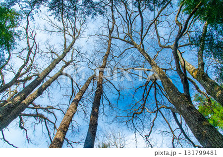 空に向かって伸びる木 空に向かって伸びる木 131799481