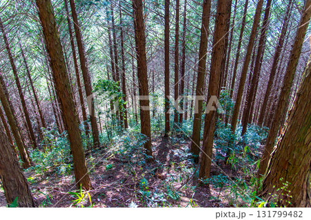 深い森の中 深い森の中 131799482
