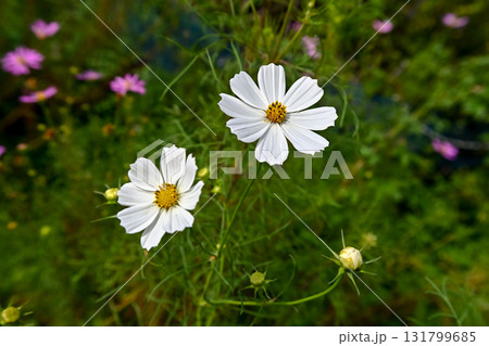 秋のコスモスの花 131799685