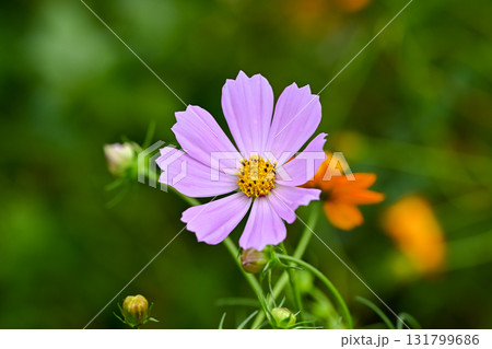 秋のコスモスの花 131799686