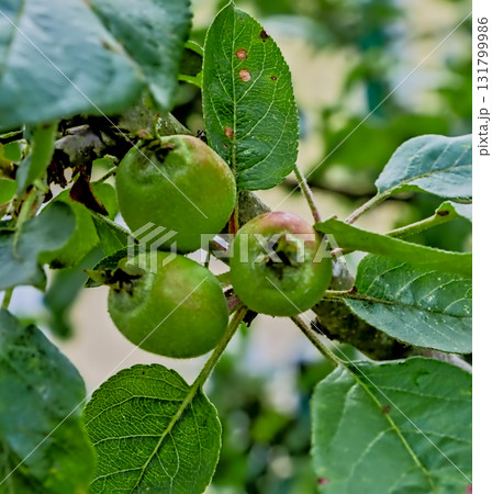 Fresh Apples on Tree Fresh Apples on Tree 131799986