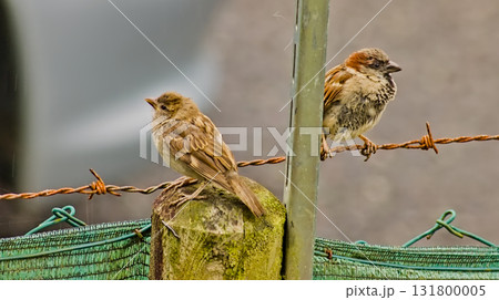 Two Sparrows on Barbed Wire 131800005