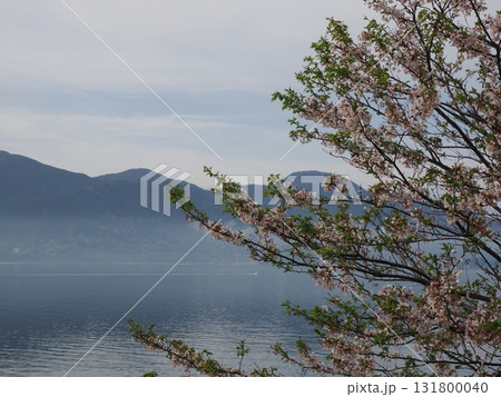 霧に包まれた春の船越湾 — 桜と山並みが織りなす幻想の朝 131800040