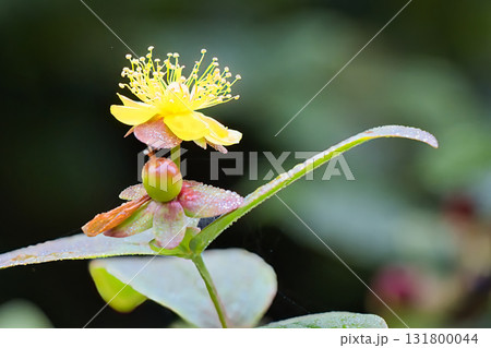 yellow orchid flower in the garden yellow orchid flower in the garden 131800044