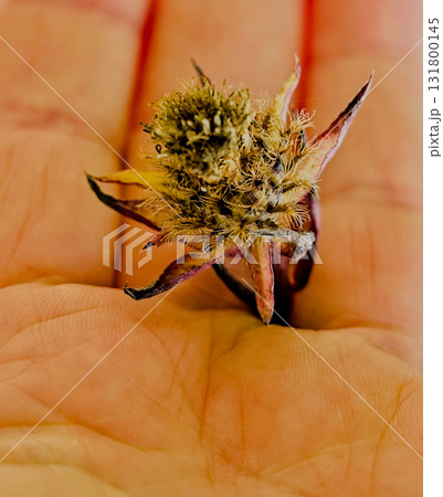 Close-Up of Bid ens Saffron 131800145