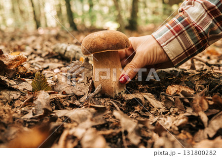 Womans hand reaching to pick porcini mushroom growing in lush autumn forest 131800282