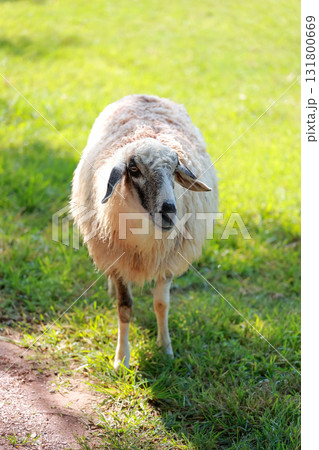 Close up the brown Sheep is rest in garden Close up the brown Sheep is rest in garden 131800669