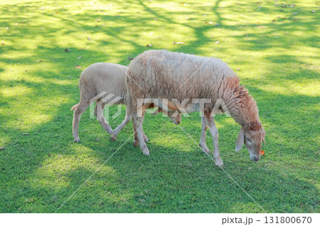 Close up the brown Sheep is rest in garden Close up the brown Sheep is rest in garden 131800670