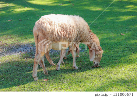 Close up the brown Sheep is rest in garden 131800671