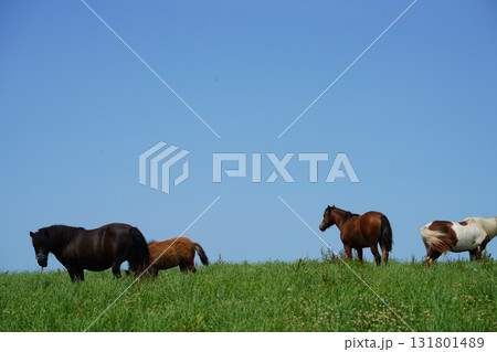 放牧地で草を食むポニーの親子 131801489