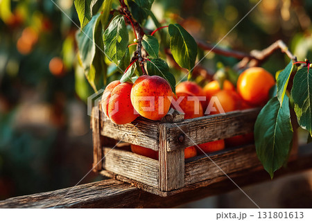Freshly harvested apricots in a wooden box surrounded by a sunny orchard Freshly harvested apricots in a wooden box surrounded by a sunny orchard 131801613