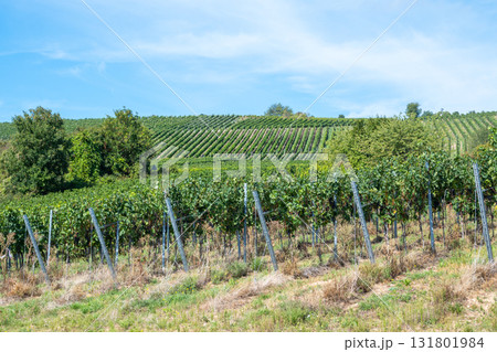Vineyard in Germany in summer harvest. Large bunches of red wine grapes in sunny weather. Nature background. 131801984