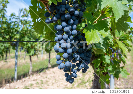 Big bunche of red wine grapes in sunny weather on the vineyard. Summer harvest for nature background. 131801991