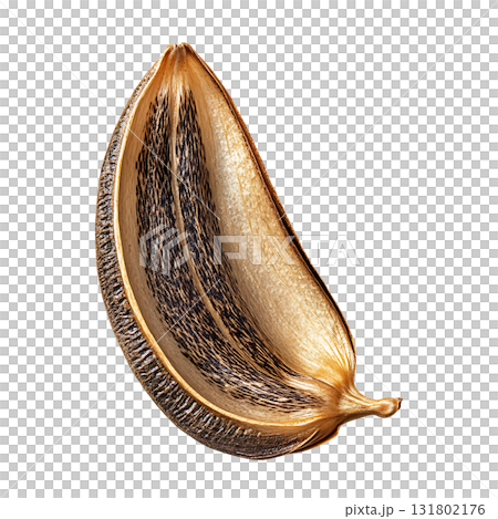 Detailed Half Seed Pod Still Life, on Transparent Background 131802176