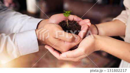 Plant in people or partner hands for business growth, eco friendly development and sustainability in green startup. Woman and man palm, teamwork and sapling soil and sustainable investment or support Plant in people or partner hands for business growth, eco friendly development and sustainability in green startup. Woman and man palm, teamwork and sapling soil and sustainable investment or support 131802217