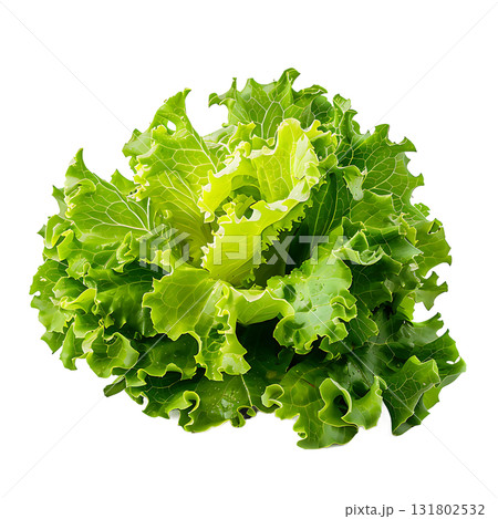 Fresh Curly Lettuce Head Isolated on White Background, Vibrant Greens, Leafy Texture Fresh Curly Lettuce Head Isolated on White Background, Vibrant Greens, Leafy Texture 131802532