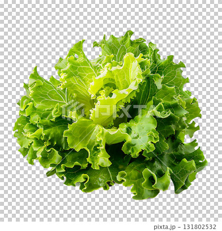 Fresh Curly Lettuce Head Isolated on White Background, Vibrant Greens, Leafy Texture Fresh Curly Lettuce Head Isolated on White Background, Vibrant Greens, Leafy Texture 131802532