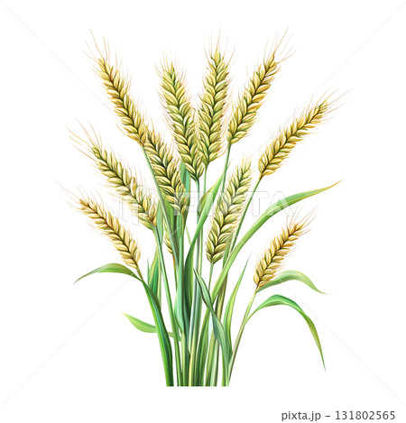 Golden Wheat Stalks with Green Leaves on Transparent Background 131802565