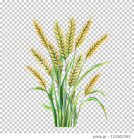 Golden Wheat Stalks with Green Leaves on Transparent Background 131802565