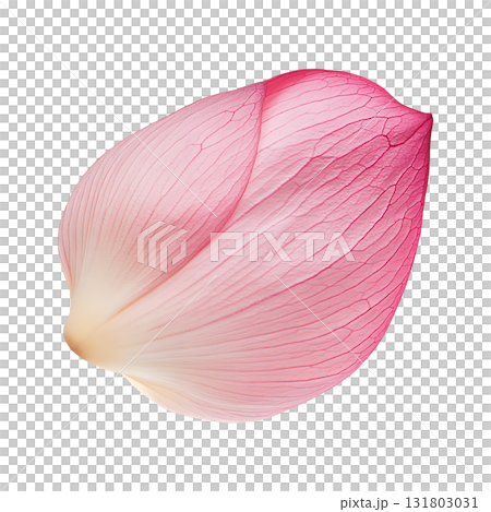Pink lotus petal shows delicate texture on transparent background Pink lotus petal shows delicate texture on transparent background 131803031
