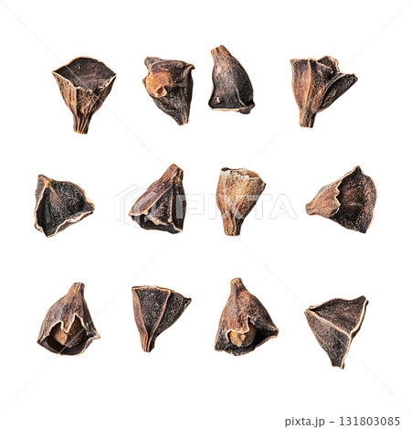 Several distinct eucalyptus nuts are displayed gracefully on transparent background Several distinct eucalyptus nuts are displayed gracefully on transparent background 131803085