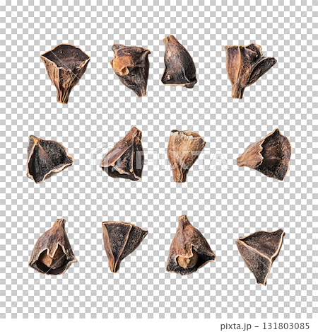 Several distinct eucalyptus nuts are displayed gracefully on transparent background Several distinct eucalyptus nuts are displayed gracefully on transparent background 131803085