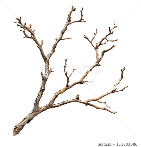 A dry tree branch shows detailed bark and limb texture on transparent background A dry tree branch shows detailed bark and limb texture on transparent background 131803086