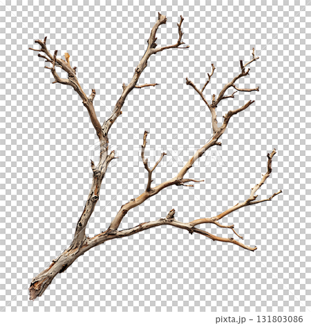 A dry tree branch shows detailed bark and limb texture on transparent background A dry tree branch shows detailed bark and limb texture on transparent background 131803086