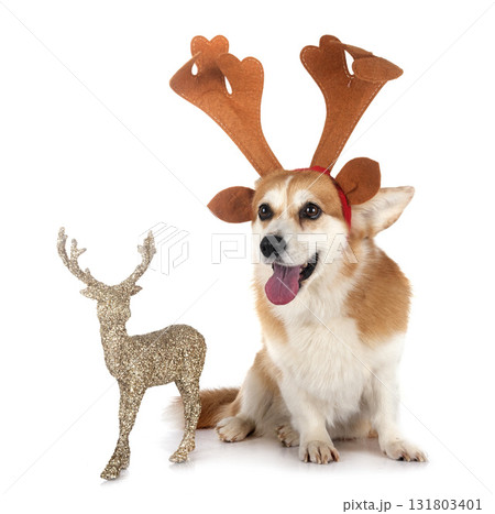 Pembroke Welsh Corgi Pembroke Welsh Corgi 131803401