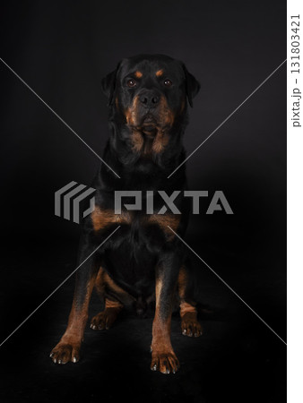 rottweiler in studio rottweiler in studio 131803421