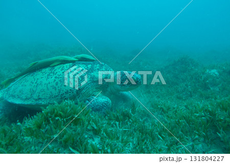 A big Sea Turtle in a grassy underwater area. Plenty of silt in the blue water A big Sea Turtle in a grassy underwater area. Plenty of silt in the blue water 131804227