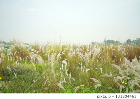 Dense White Kash Phool Grass Field Signaling Autumn and Durga Puja in Bengal Dense White Kash Phool Grass Field Signaling Autumn and Durga Puja in Bengal 131804463