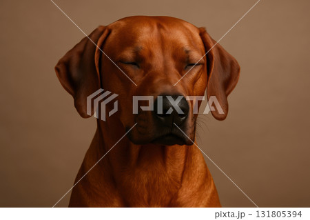 Calm brown dog with closed eyes sitting peacefully against a neutral background showcasing relaxation and tranquility, AI Generative 131805394