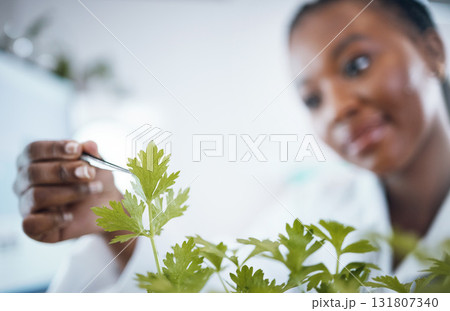 Black woman, plant science and research in laboratory for ecology, analytics and medicine. Woman, doctor and scientist hand to study at work for agriculture, healthcare and future medical development Black woman, plant science and research in laboratory for ecology, analytics and medicine. Woman, doctor and scientist hand to study at work for agriculture, healthcare and future medical development 131807340