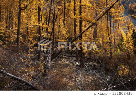 Golden autumn forest with fallen tree trunks and yellow larch trees Golden autumn forest with fallen tree trunks and yellow larch trees 131808439