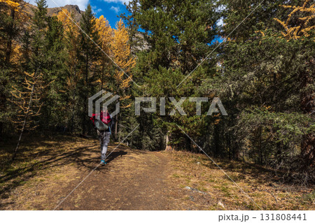 Hiker walking on autumn forest trail with red backpack under colorful trees 131808441