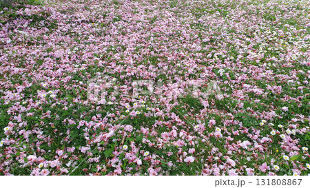 Spring fallen down dry pink flowers on the green grass in sunny day in the garden. Nature background. Spring fallen down dry pink flowers on the green grass in sunny day in the garden. Nature background. 131808867