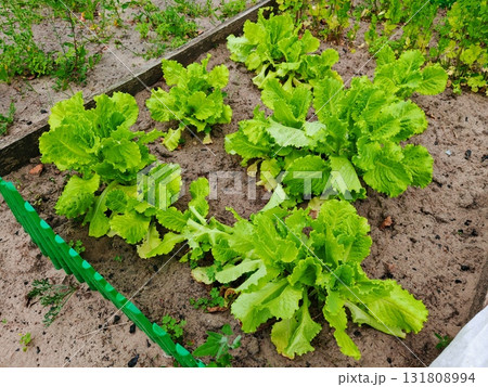 Fresh, young Green lettuce leaves grow in the garden in the summer 131808994