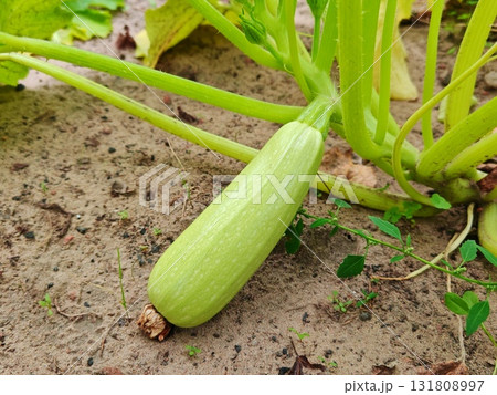 Young green zucchini grows in the garden in the summer. Growing vegetables in the garden. Young green zucchini grows in the garden in the summer. Growing vegetables in the garden. 131808997