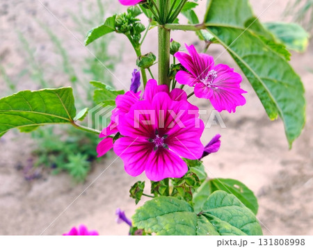 A pink and purple flower with green leaves on the sand 131808998