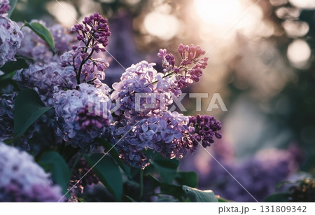 Lilac Flowers Bloom Under Soft Sunlight in a Serene Garden Setting During Spring Season 131809342