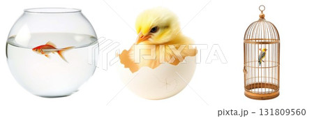 Cute chick in egg beside fish bowl and bird cage trio isolated on white background 131809560