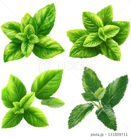Four fresh green herb sprigs ready for culinary use isolated on white background Four fresh green herb sprigs ready for culinary use isolated on white background 131809711