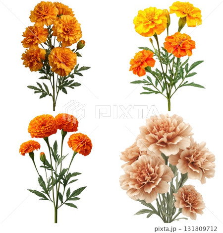 Four bunches of vibrant marigold flowers in various shades of orange and yellow isolated on white background 131809712