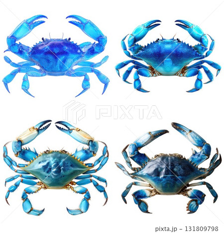 Four vibrant blue crabs displayed in a grid layout isolated on white background 131809798