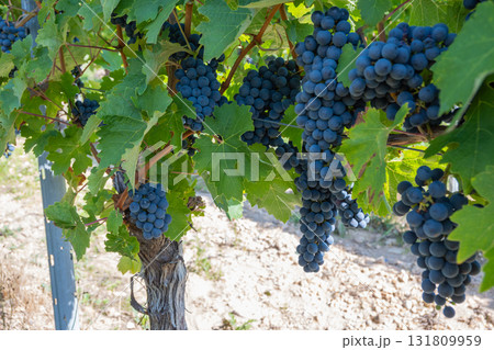Big bunche of red wine grapes in sunny weather on the vineyard. Summer harvest for nature background. 131809959