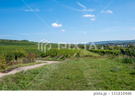 Vineyards in summer harvest. Large bunches of red wine grapes in sunny weather. Vineyards in summer harvest. Large bunches of red wine grapes in sunny weather. 131810486