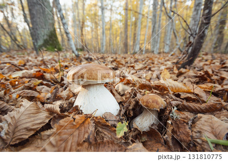Close up of fresh white porcini mushrooms in autumn forest. Picking mushrooms in yellow and golden foliage of birch and oak trees Close up of fresh white porcini mushrooms in autumn forest. Picking mushrooms in yellow and golden foliage of birch and oak trees 131810775