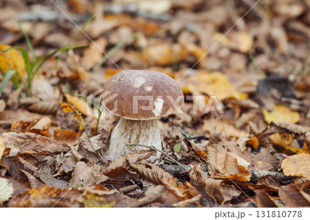 Close up of mushroom growing in forest. Porcini cep mushroom in foliage of birch trees Close up of mushroom growing in forest. Porcini cep mushroom in foliage of birch trees 131810778